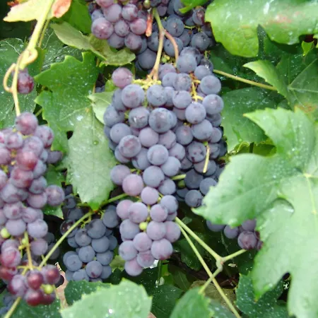 Quinta De Santa Marinha *