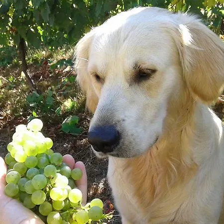 Quinta De Santa Marinha * Arcos de Valdevez