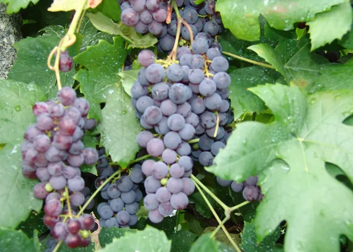 Quinta De Santa Marinha *