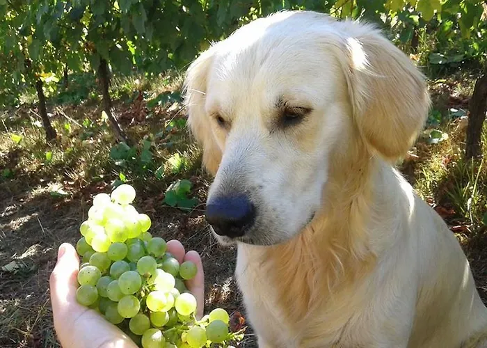 Quinta De Santa Marinha * Arcos de Valdevez